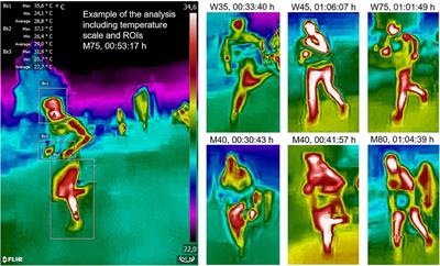 Skin Temperature in Master Long-Distance Runners—Results From a Field Study at the 2018 World Master Athletics Championships